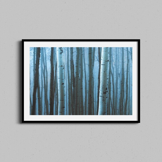 Blue Toned Aspen Birch Trunks Misty Forest Nature Photo Poster