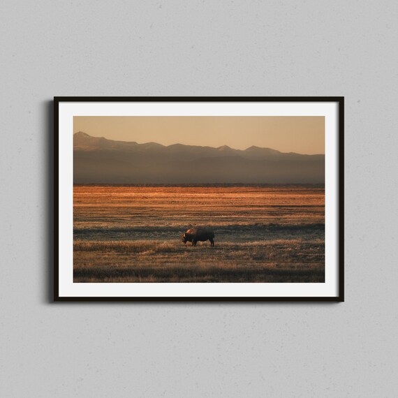 Western Photo Print Desert Southwest Buffalo Photography Framed Fine Wall Art Wild West Bison Artwork Fathers Day Or Housewarming Gift