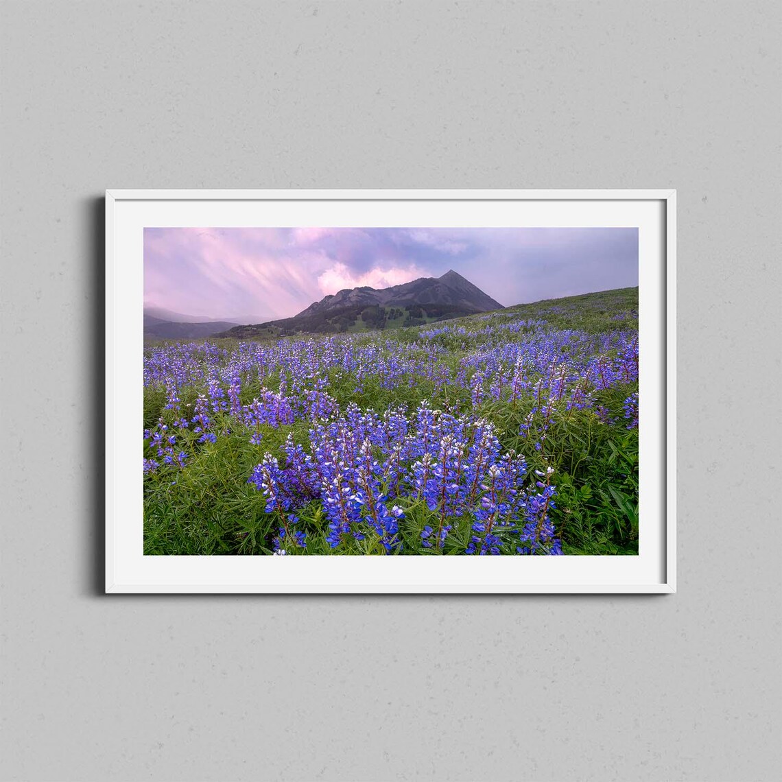 Colorado Wildflower Lupine Field Rocky Mountain Photo Art Poster