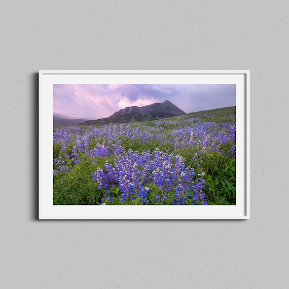 Colorado Wildflower Lupine Field Rocky Mountain Photo Art Poster