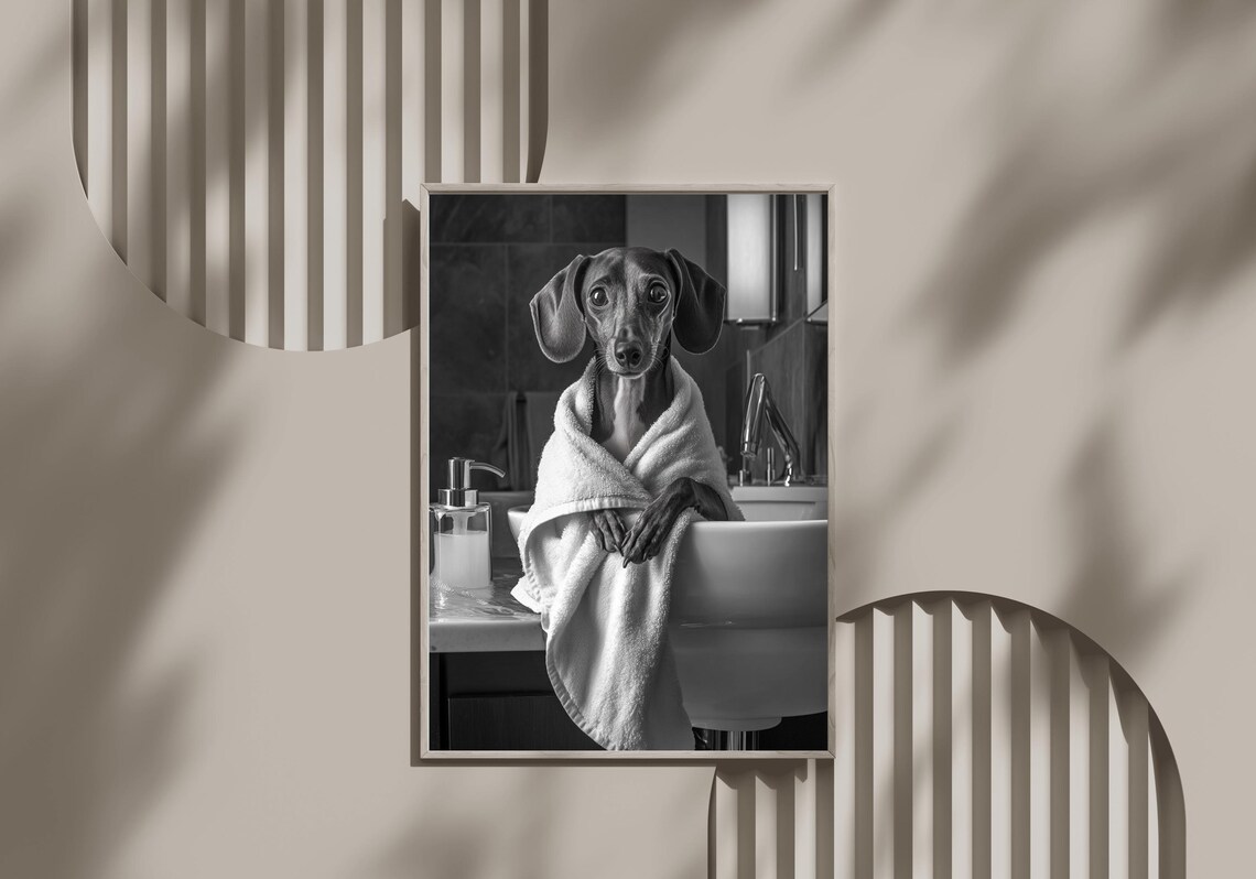 Dachshund Wrapped In White Towel Black And White Dog Photo Poster