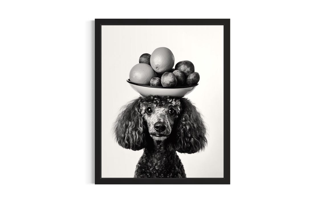 Poodle Balancing Fruit Bowl on Head Cute Black and White Dog Poster