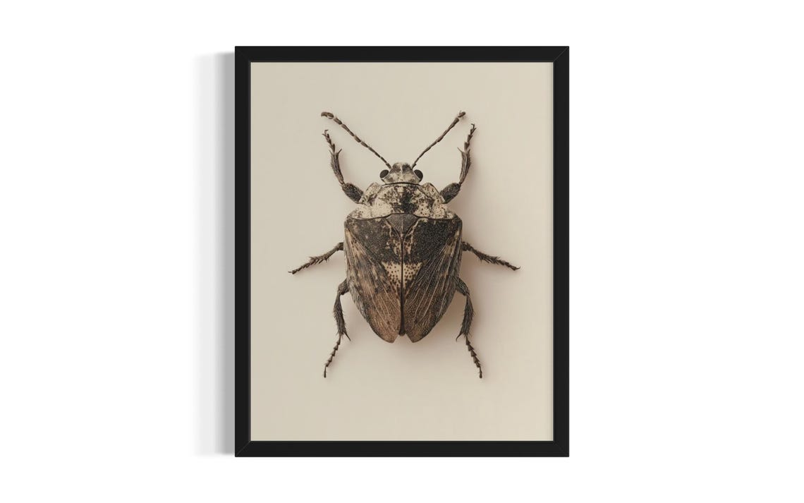 Stink Bug Botanical Illustration Mottled Brown Vintage Study Poster