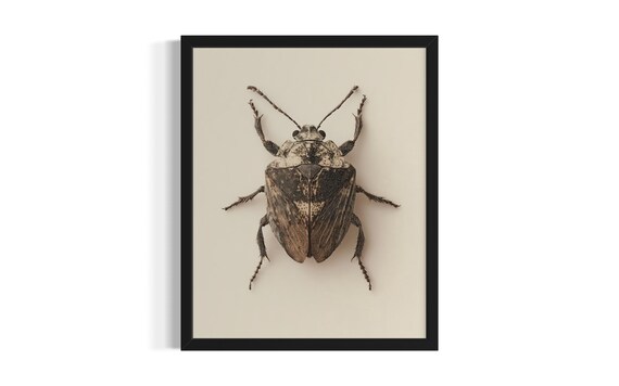 Stink Bug Botanical Illustration Mottled Brown Vintage Study Poster