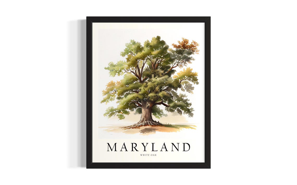 Maryland White Oak Tree Botanical Illustration Minimalist Style Poster