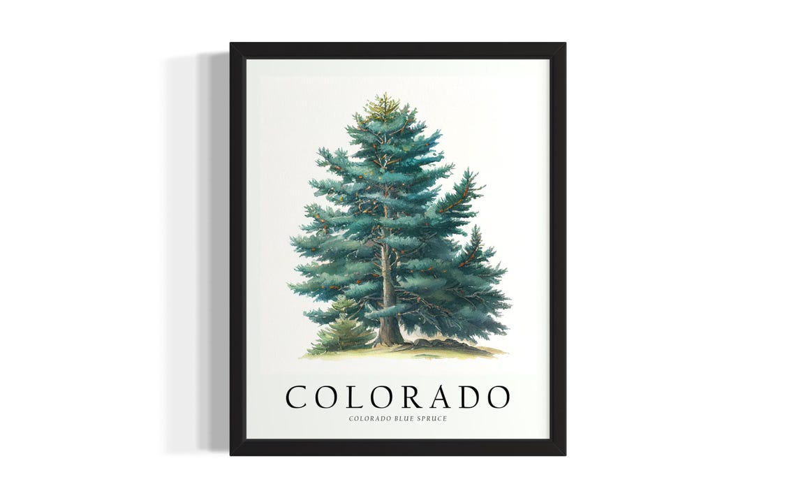 Colorado Blue Spruce Watercolor Botanical Minimalist Tree Poster