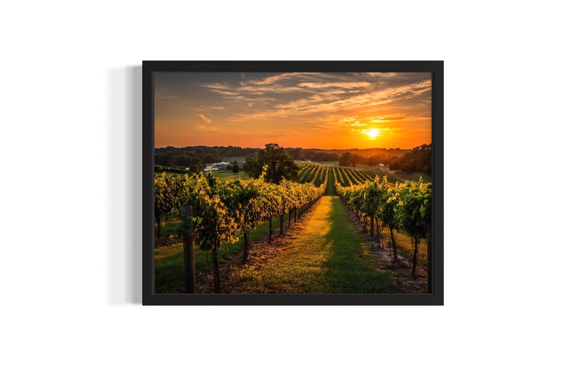 Golden Sunset Vineyard Rows Countryside Landscape Art Poster