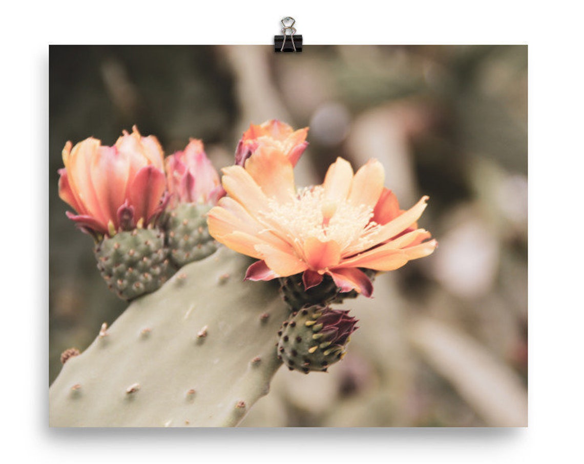 Blooming Prickly Pear Cactus Orange Flowers Desert Botanical Poster
