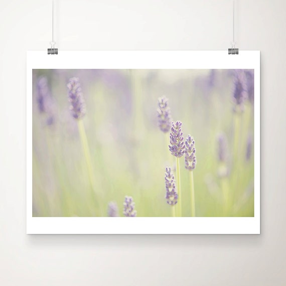 Lavender Field Photograph, Purple Flower Art Print