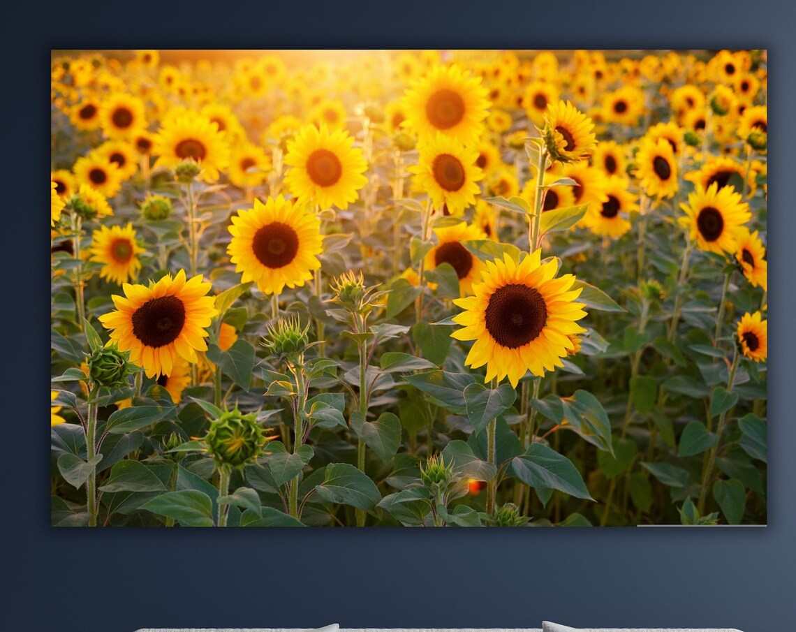 Sunflower Field at Golden Sunset Summer Bloom Photography Poster