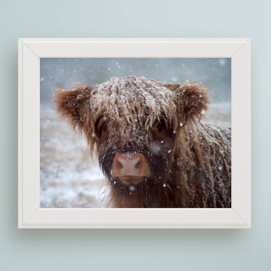 Adorable Scottish Highland Cow Snowy Winter Close Up Photo Art Print