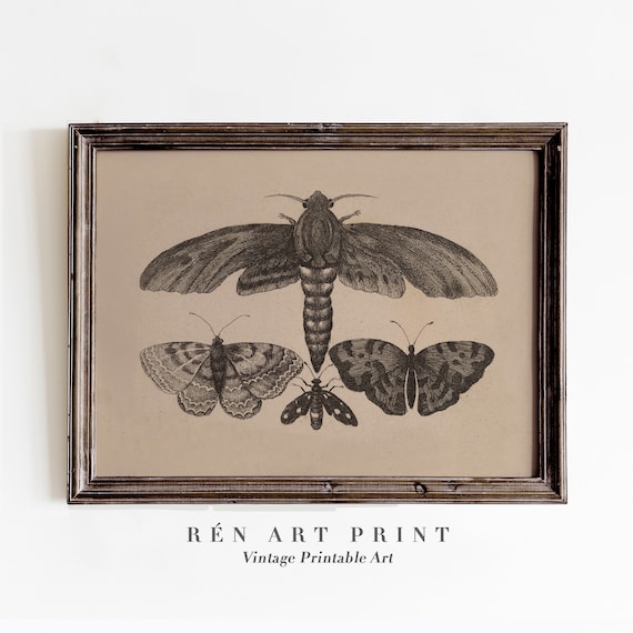 Moody Moth and Butterfly Vintage Chart Art Print