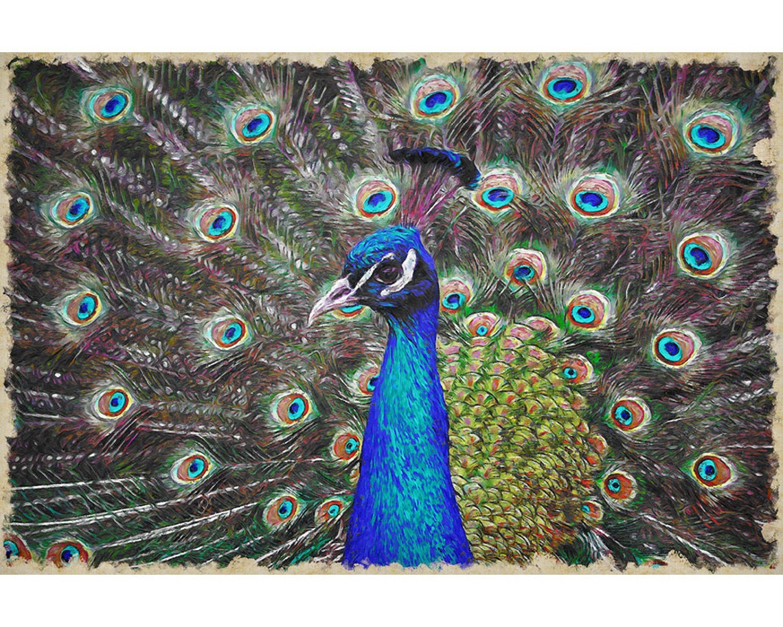 Peacock Fanned Tail Feathers Exotic Bird Painterly Wildlife Art Print