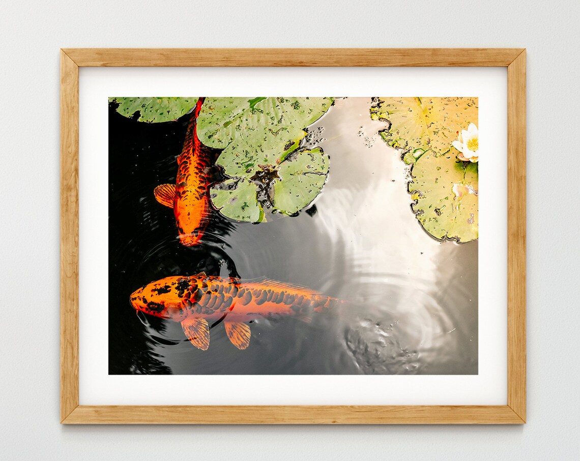 Koi Wall Decor Garden Art Print, Pond Fish