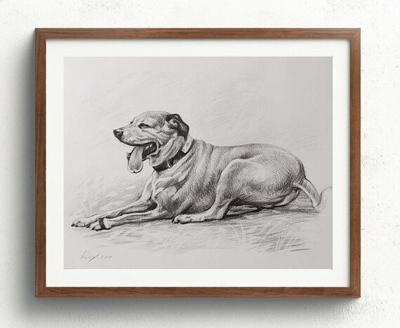 Dog Lying Down Yawning Detailed Pencil Sketch Portrait Poster