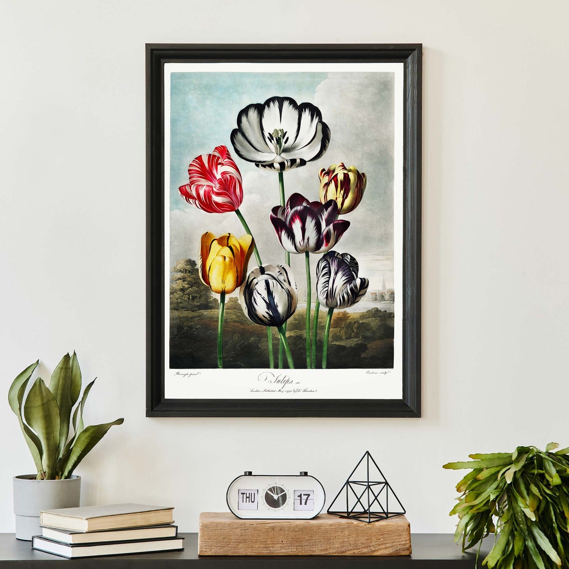 Robert John Thornton Seven Striped Tulips Flower Study Poster - Image 2