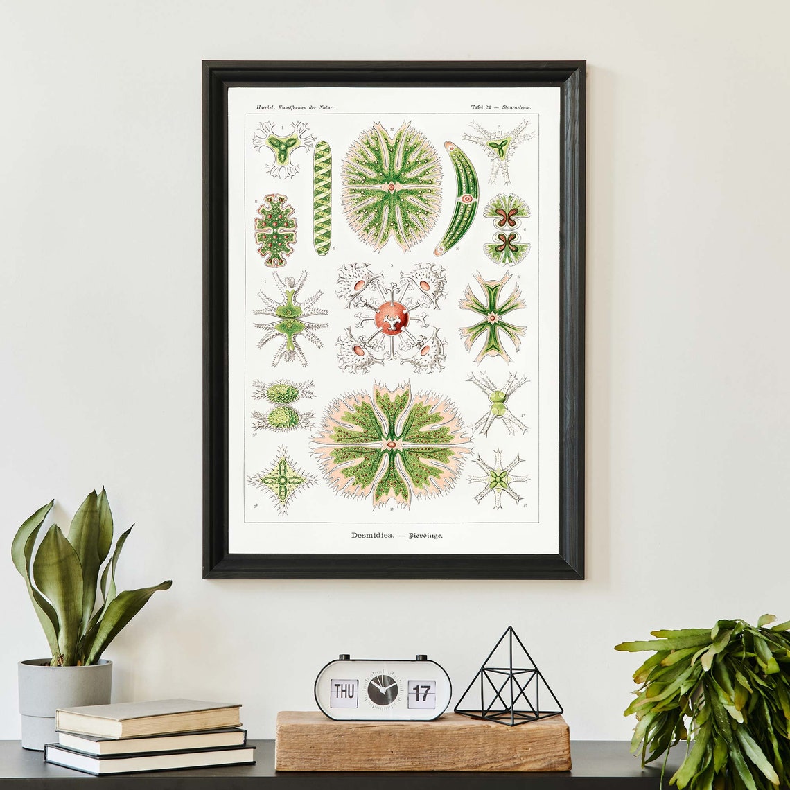 Ernst Haeckel Desmids Microscopic Green Algae Plate 24 Poster - Image 2