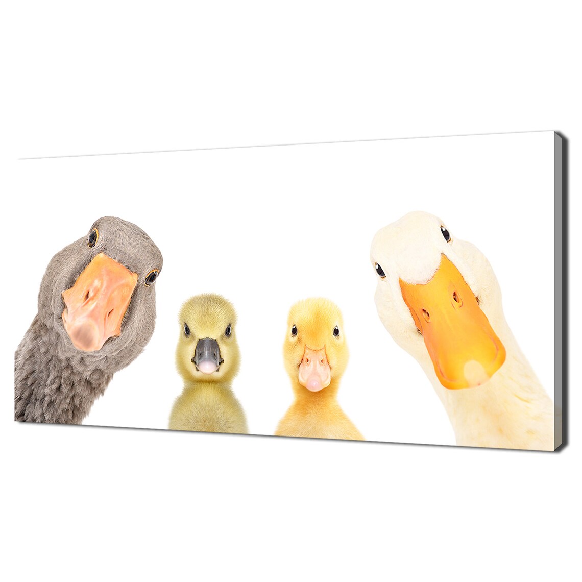 Goose, Gosling, Duckling and Duck Wall Art Print