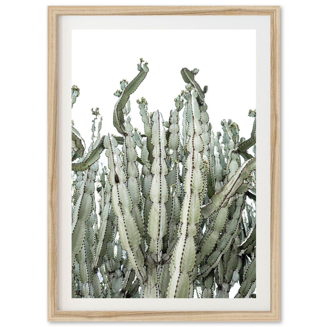 Desert Cactus Tall Euphorbia Minimalist Botanical Photo Poster