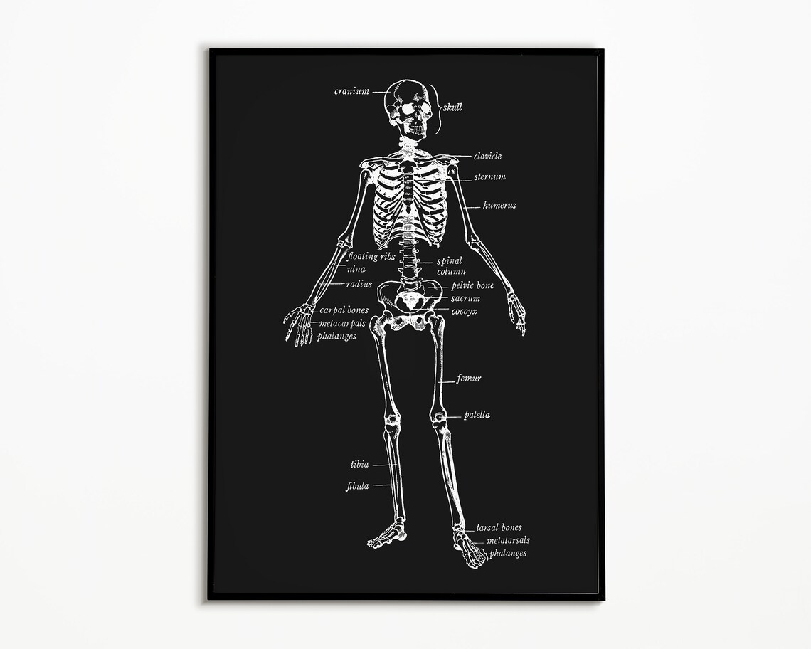 Human Skeleton Diagram, Retro Halloween Decor
