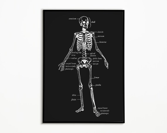 Human Skeleton Diagram, Retro Halloween Decor