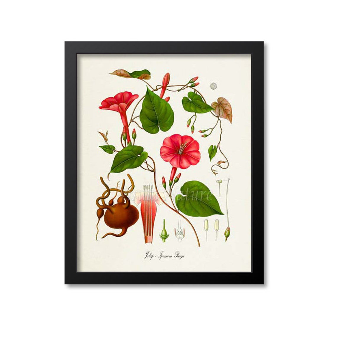Jalap Ipomoea Purga Botanical Print with Red Morning Glory Study