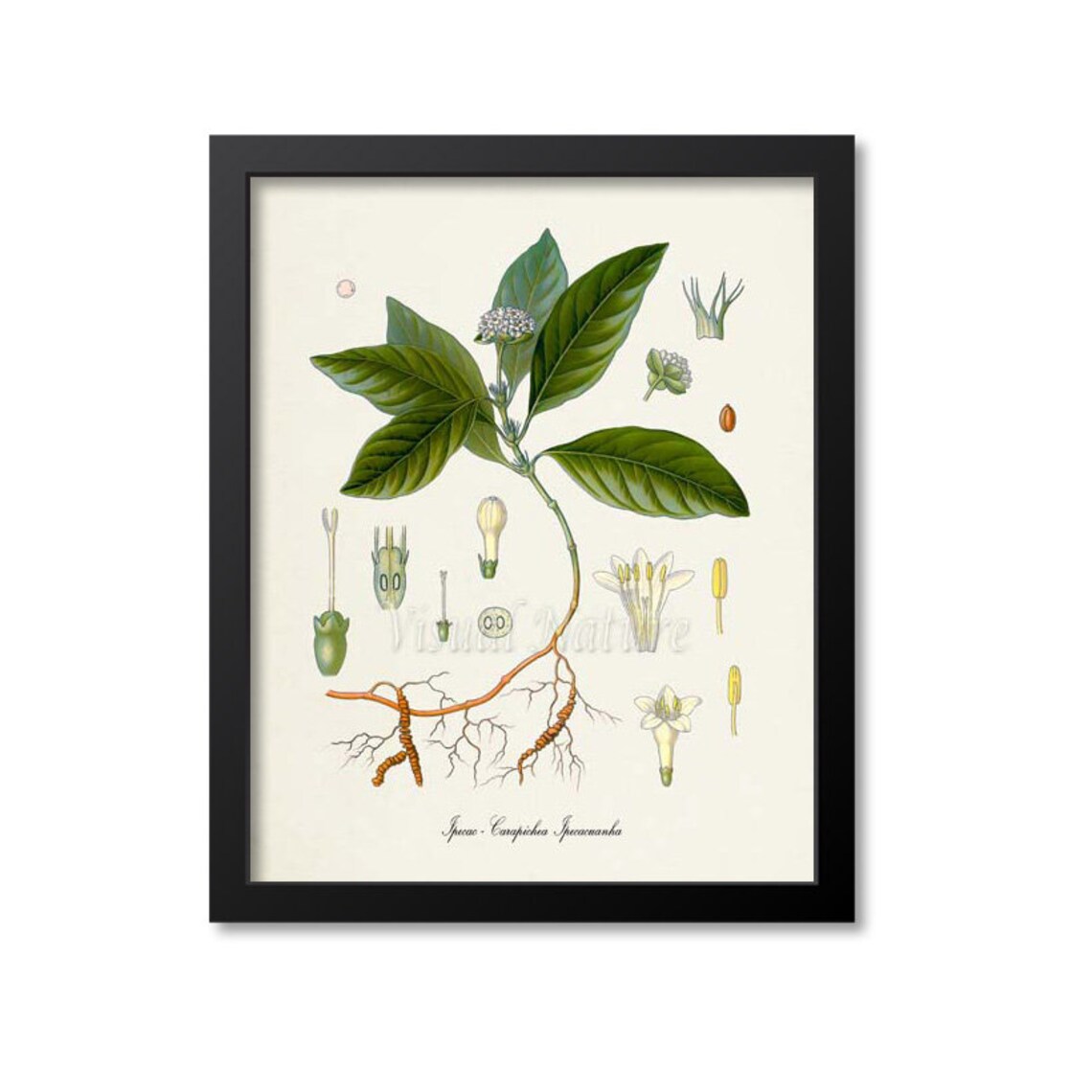 Ipecac Botanical Art Print, Carapichea Ipecacuanha