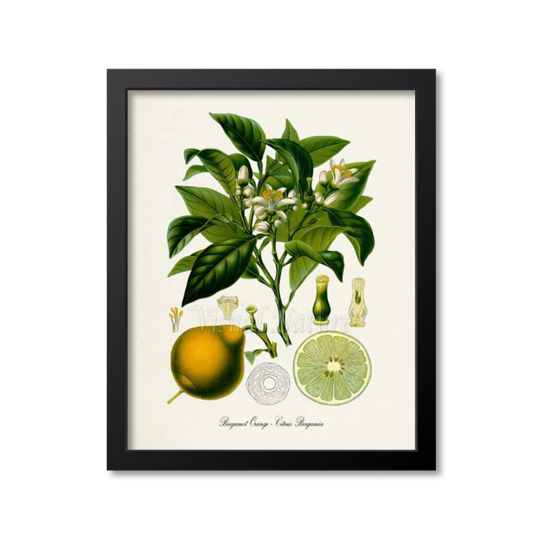 Bergamot Orange Botanical Art Print, Citrus Bergamia