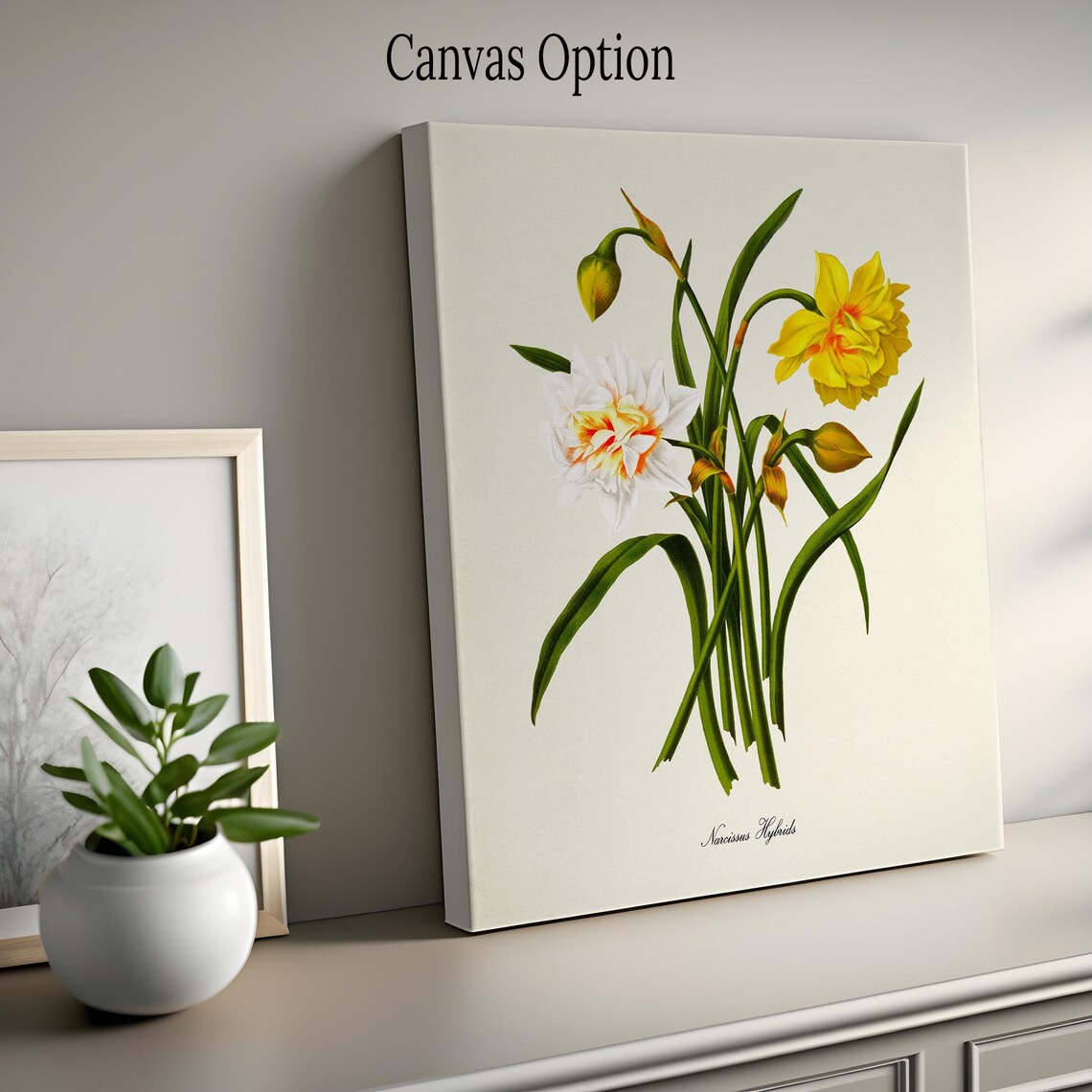 Narcissus Hybrids Daffodil Botanical Art Print - Image 2