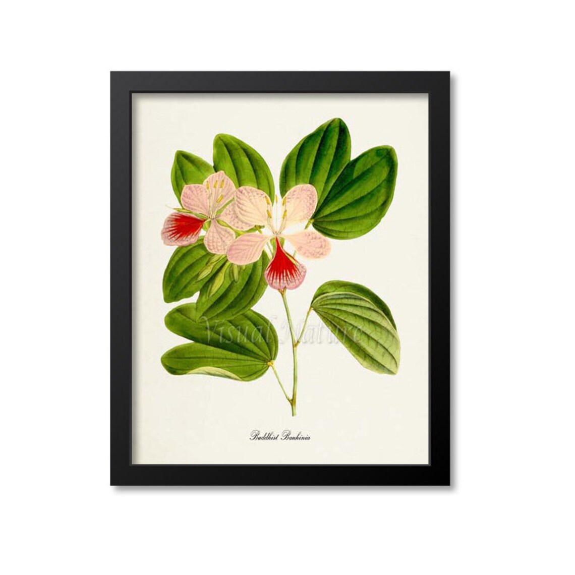 Buddhist Bauhinia Flower Botanical Art Poster