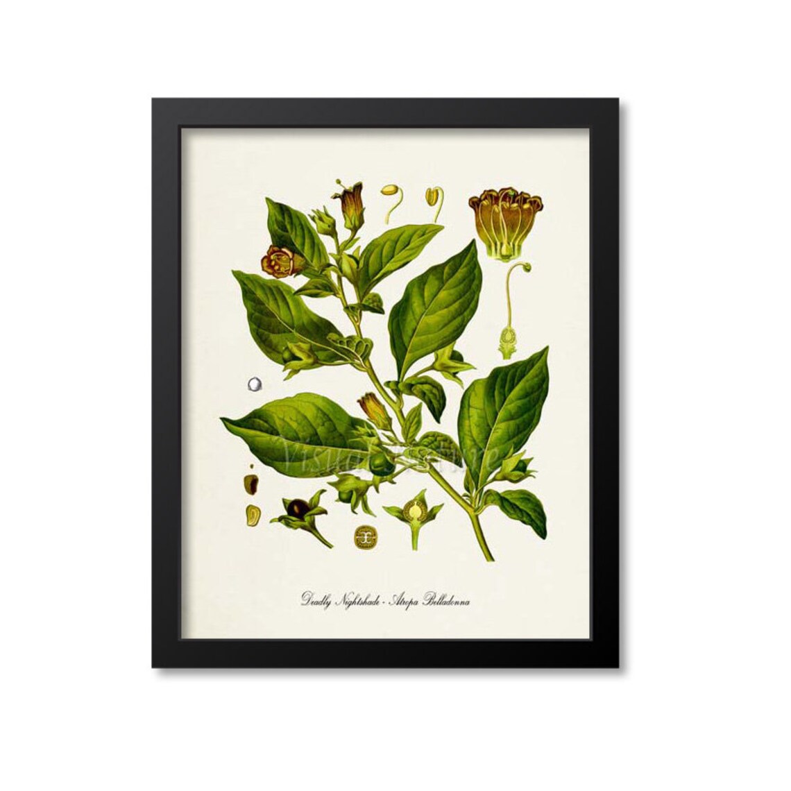 Deadly Nightshade Botanical Art Print, Atropa Belladonna