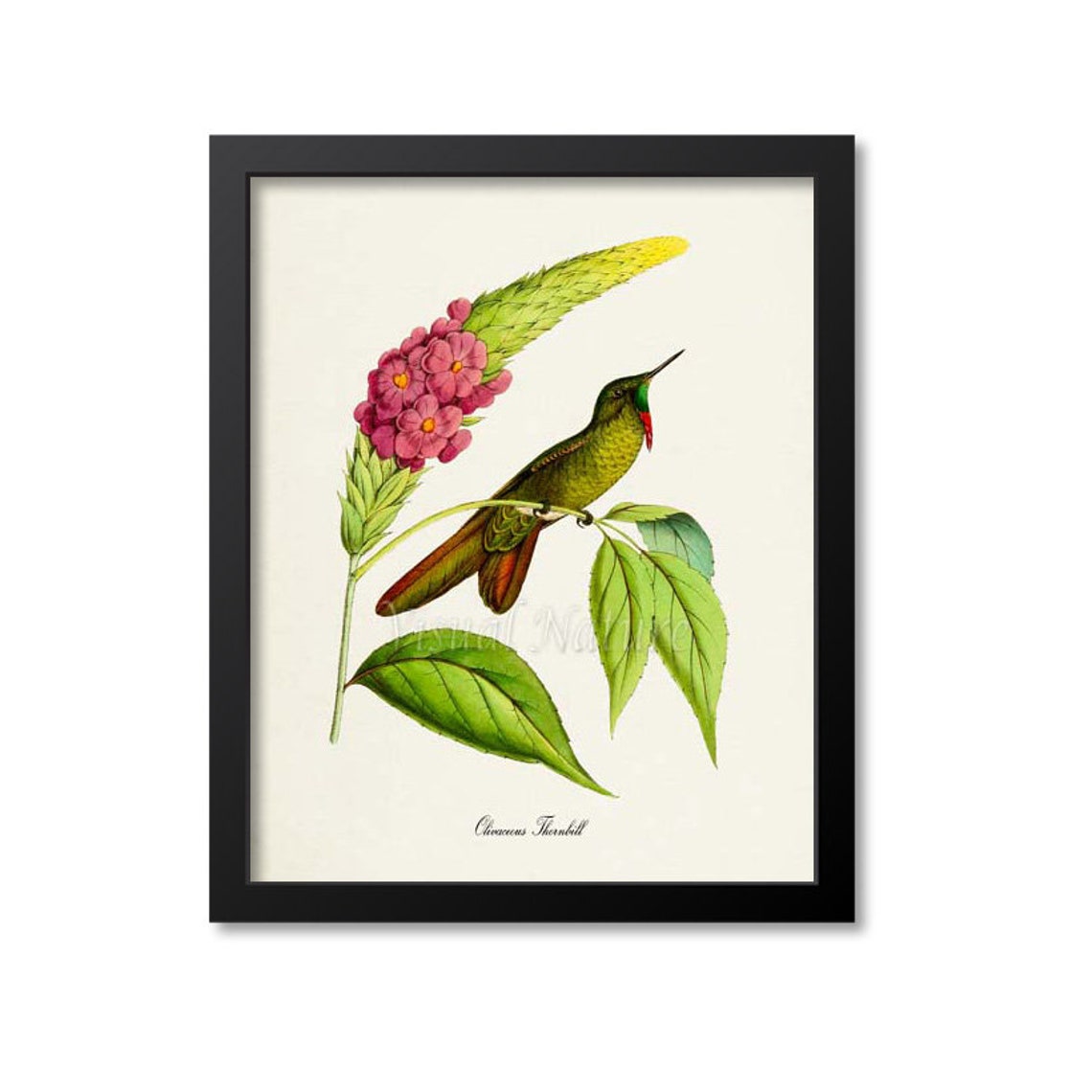 Olivaceous Thornbill Hummingbird Print Bird Art Print Bird Art Bird Poster Flower Art Floral Garden Hummingbird Art Green Pink