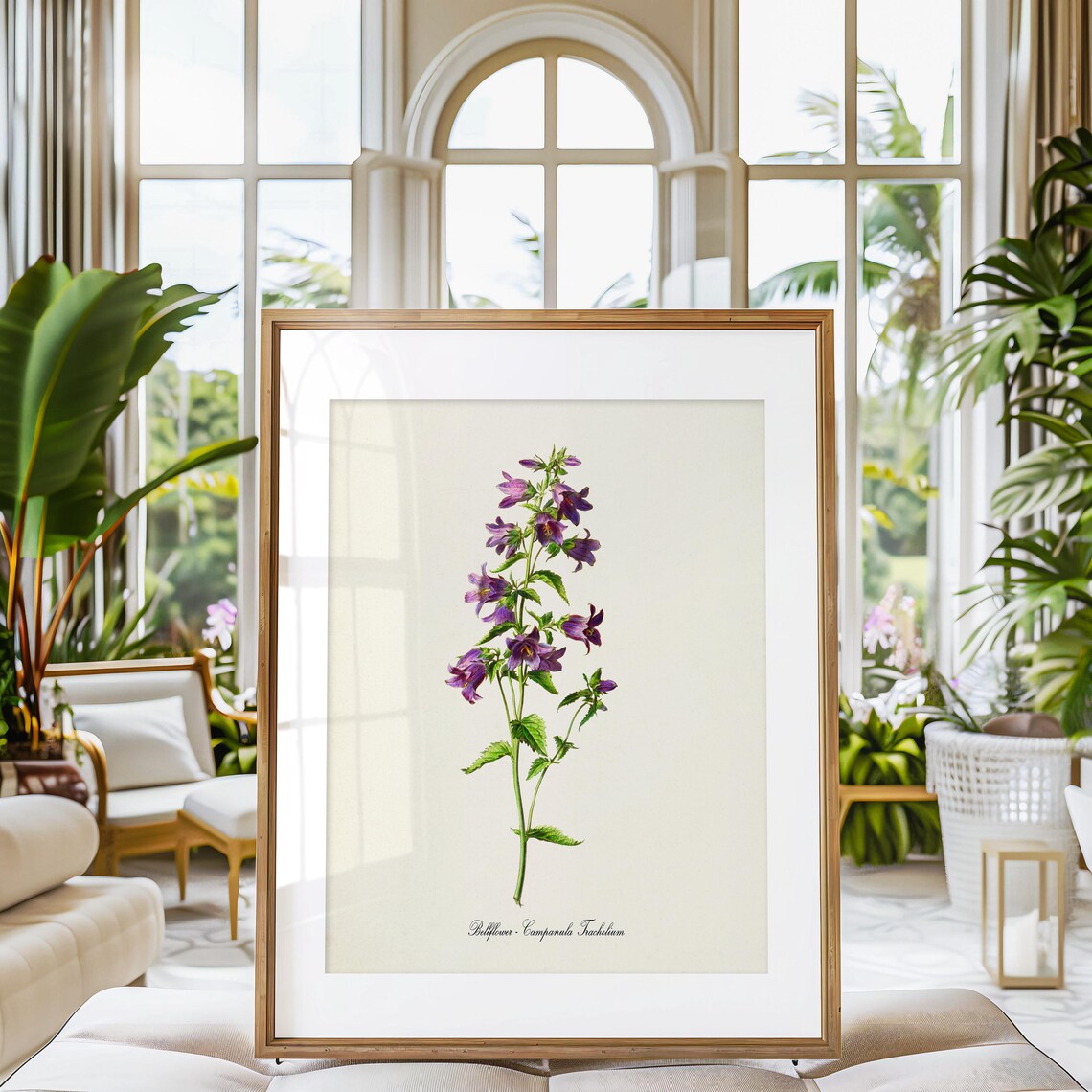 Purple Bellflower Campanula Trachelium Wildflower Botanical Poster - Image 3