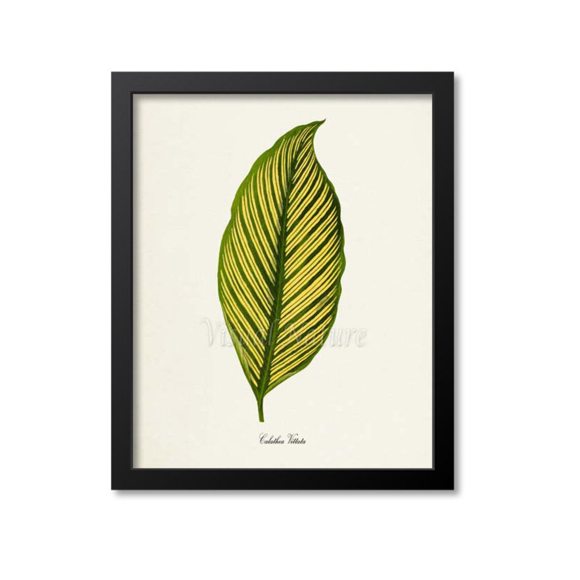 Calathea Vittata Botanical Art Print, Green Leaves