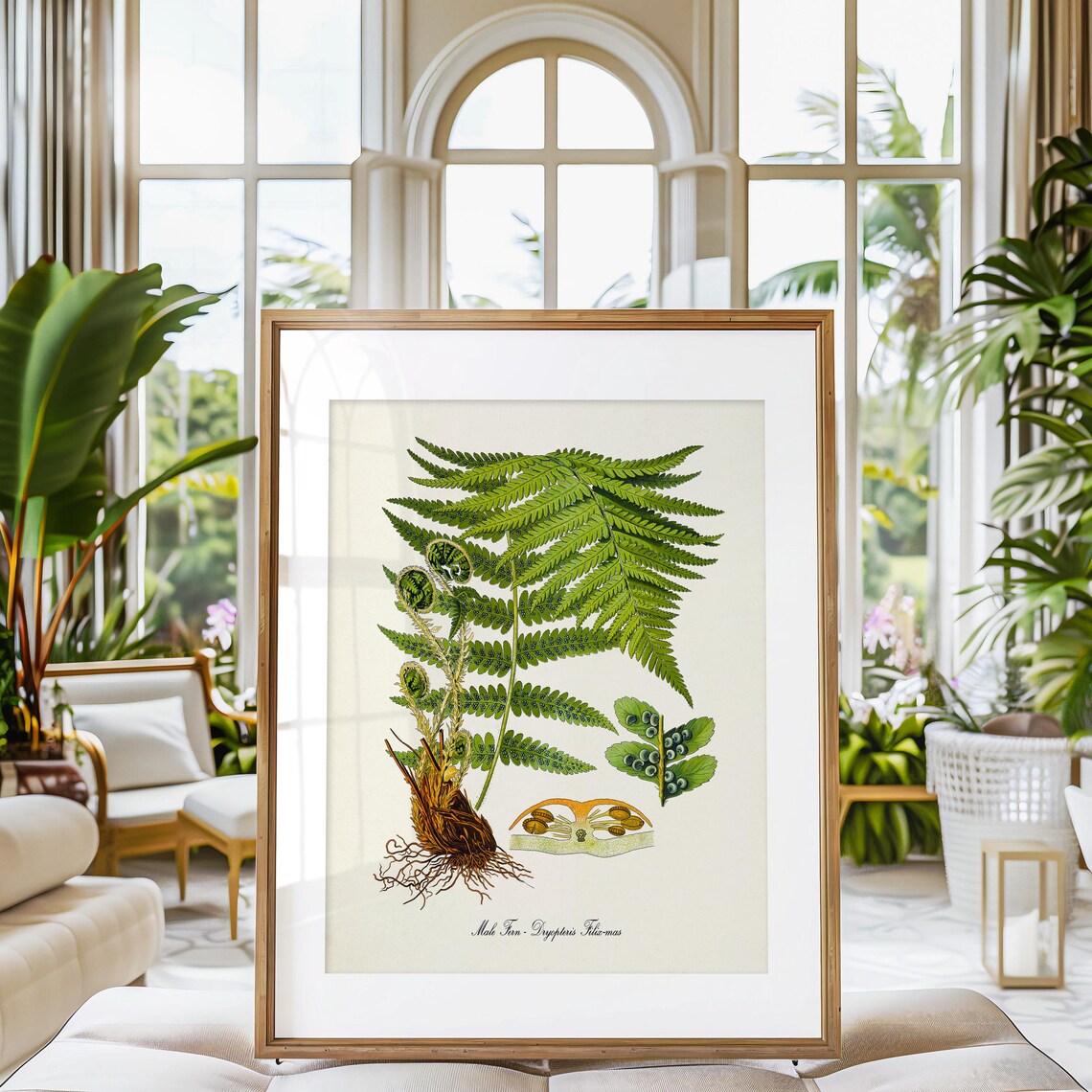 Male Fern Botanical Art Print, Dryopteris Filix Mas - Image 3