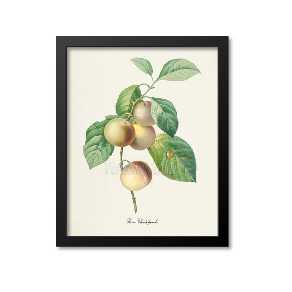 Reine Claude Franche Plum Branch Vintage Fruit Botanical Art Poster