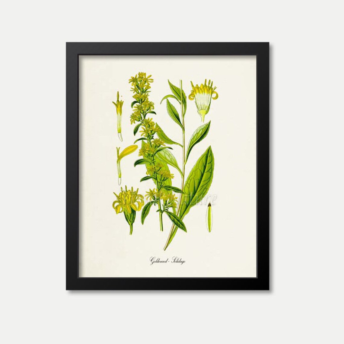 Goldenrod Flower Botanical Art Print, Kentucky State Flower