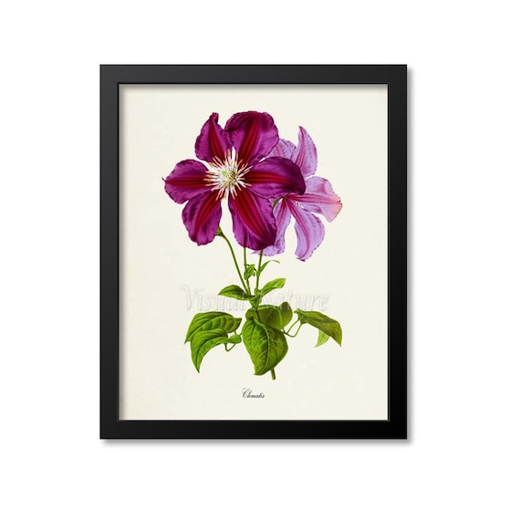 Clematis Flower Botanical Art Print, Purple Magenta