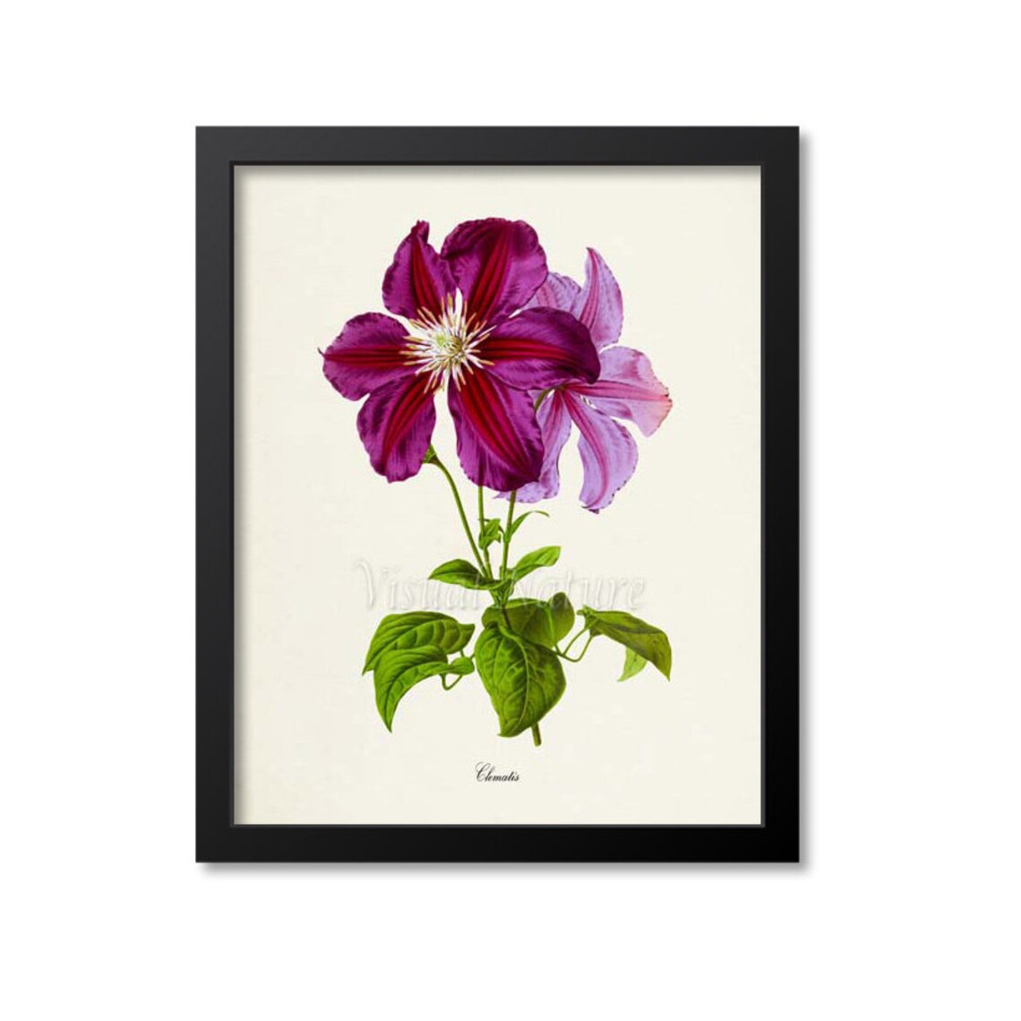 Clematis Flower Botanical Art Print, Purple Magenta