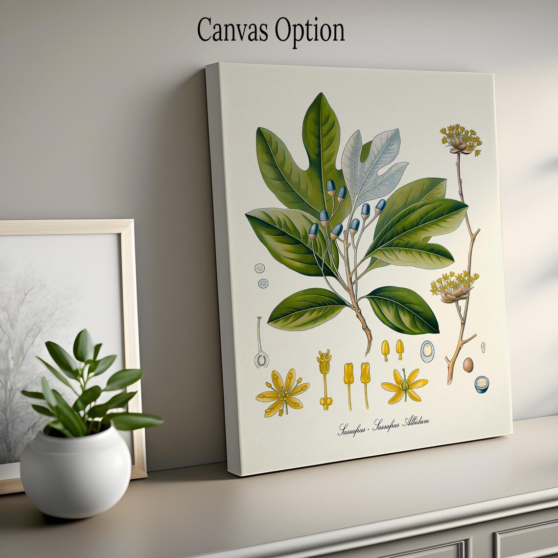 Sassafras Botanical Art Print, Kitchen Wall Decor - Image 2