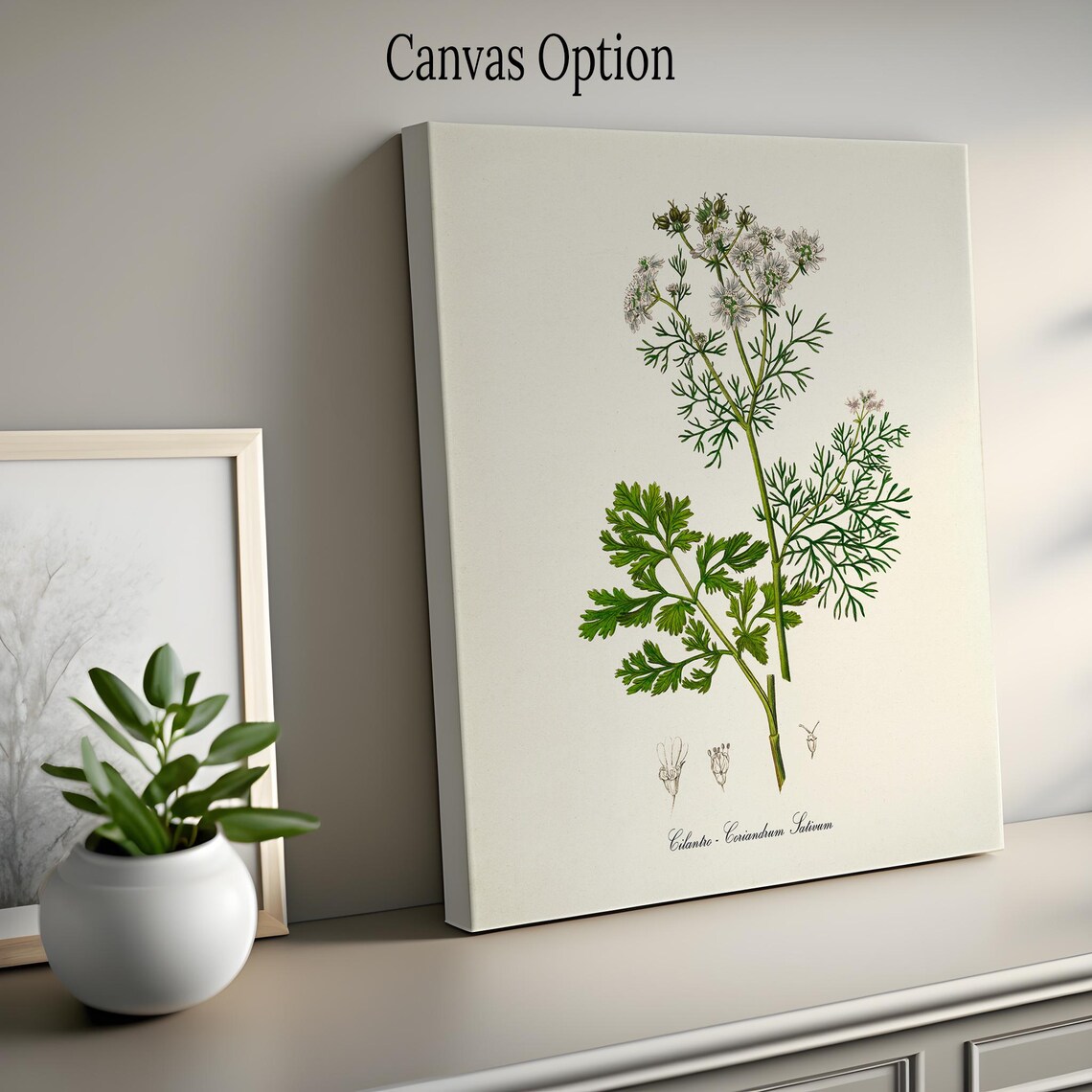 Cilantro Botanical Print, Herb Wall Art Poster - Image 2