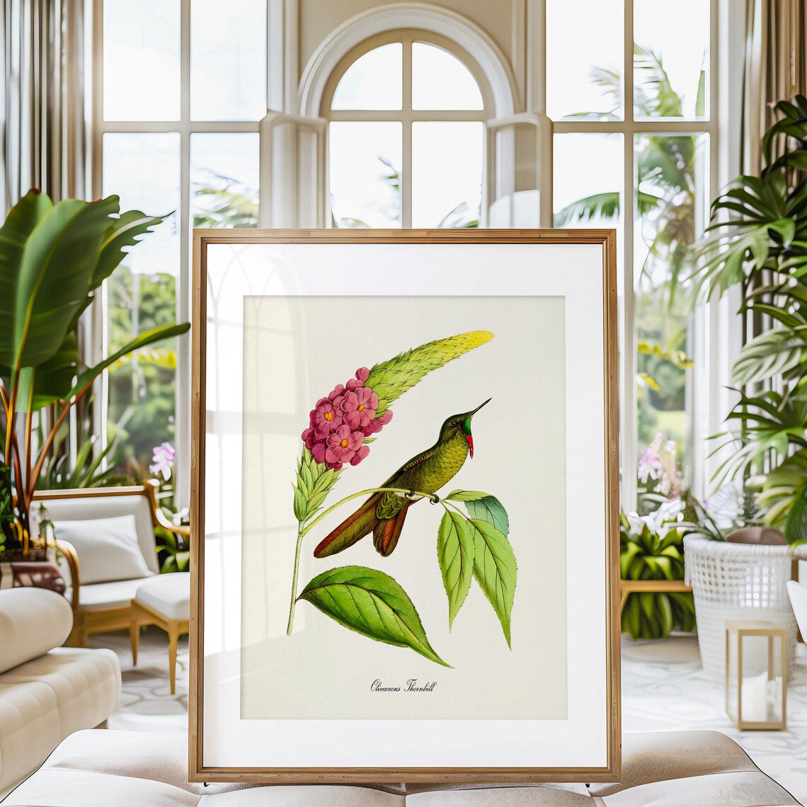 Olivaceous Thornbill Hummingbird Pink Blooms Vintage Nature Poster - Image 3