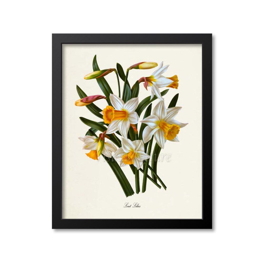 Lent Lilies Botanical Art Print, Yellow White