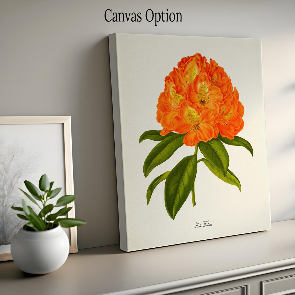 Kate Waterer Rhododendron Botanical Art Print - Image 2