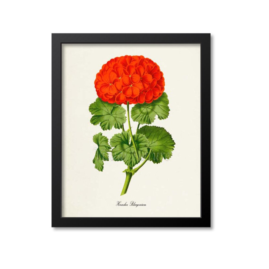 Horseshoe Pelargonium Geranium Botanical Art Print