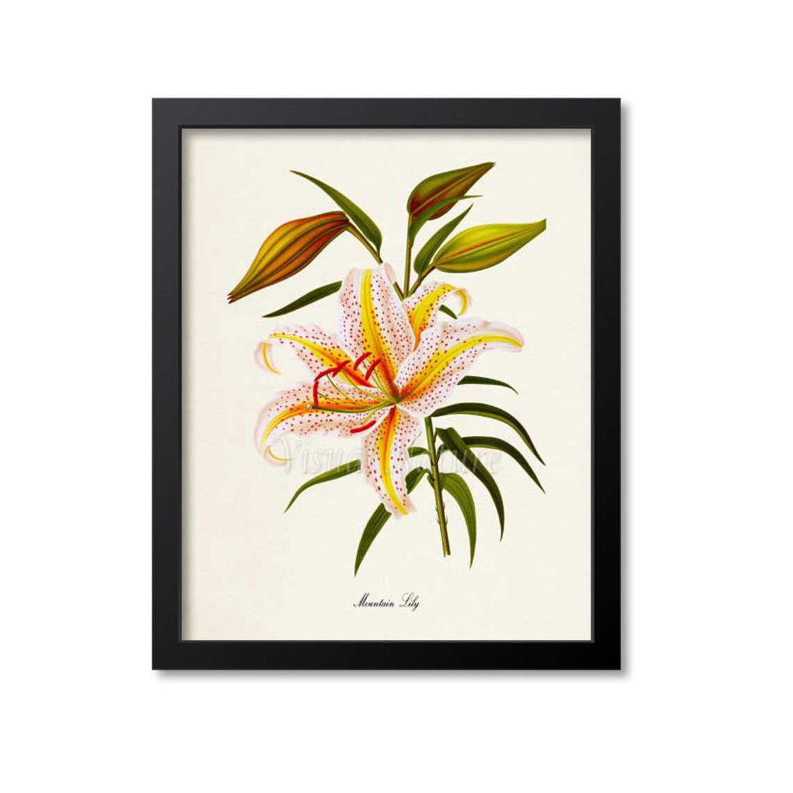 Mountain Lily Botanical Art Print, Floral Wall Decor