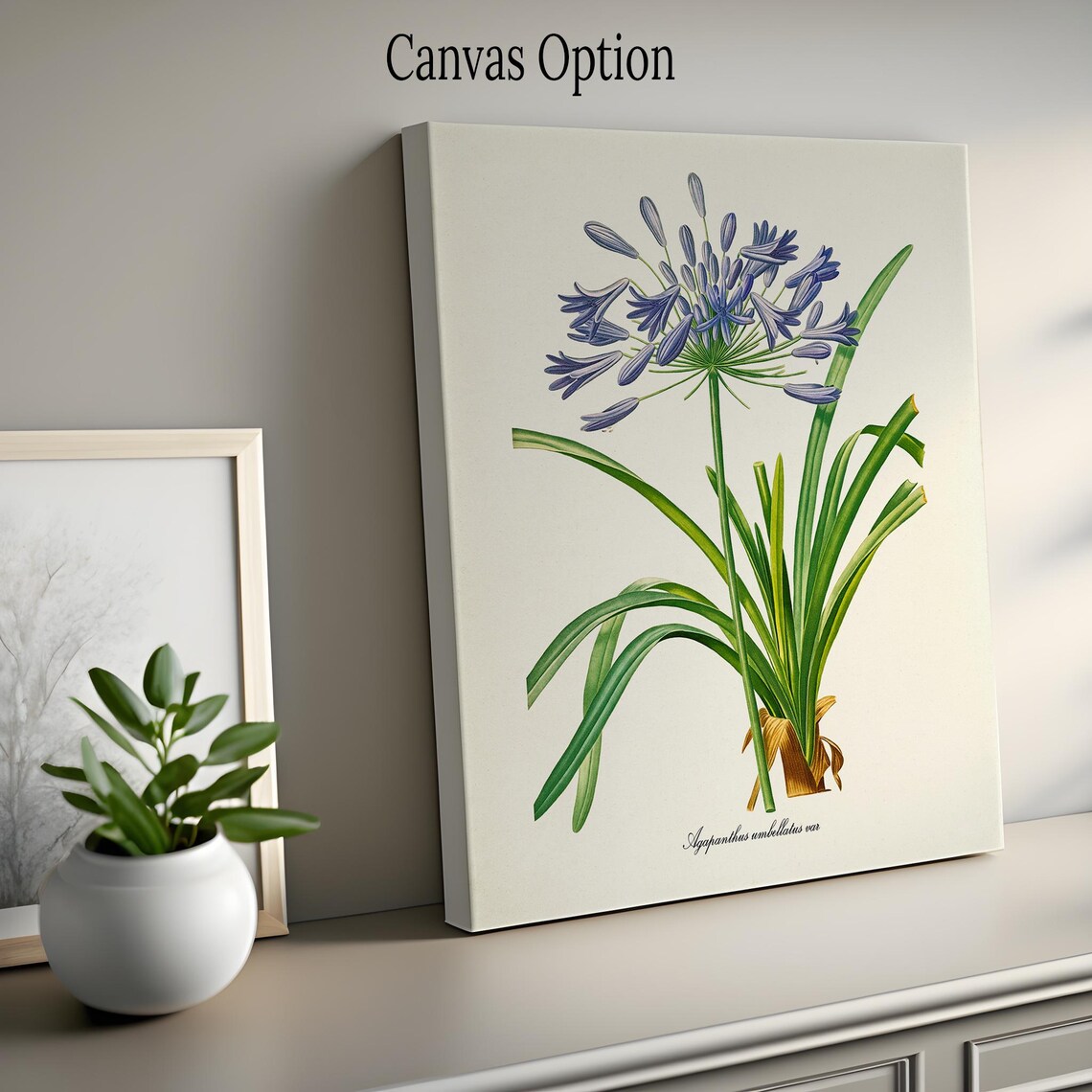 Redoute-Inspired Lily Of The Nile Botanical Art Print - Image 2