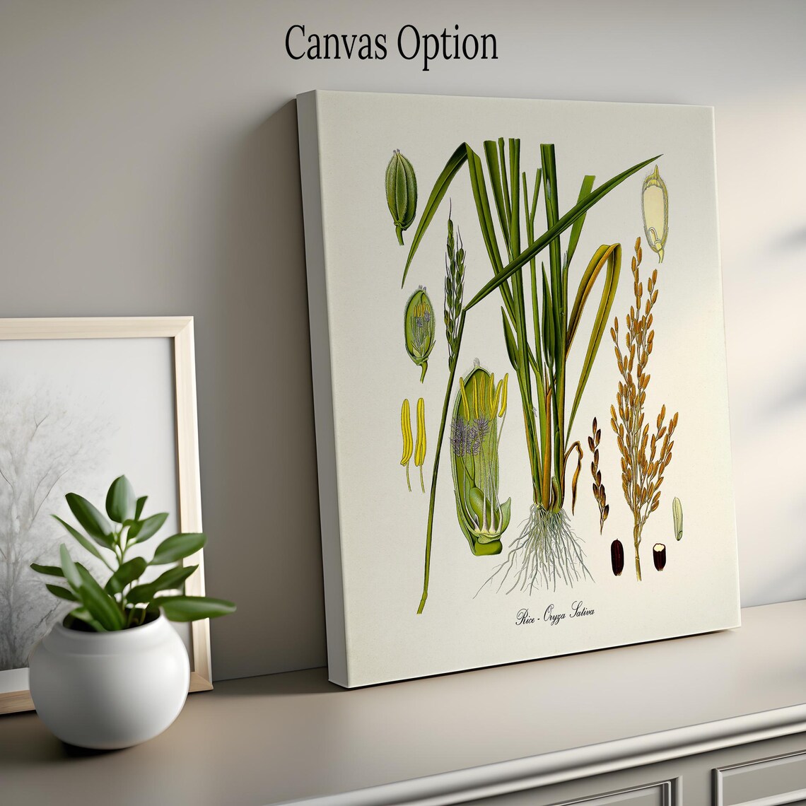 Rice Botanical Art Print, Oryza Sativa Kitchen Decor - Image 2