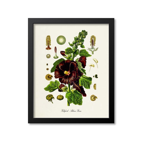 Hollyhock Botanical Art Print, Althaea Rosea