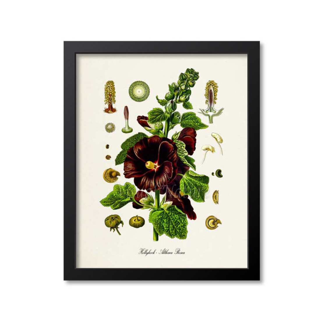 Hollyhock Botanical Art Print, Althaea Rosea